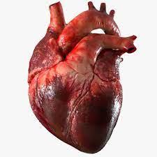 تحقیق بررسی اندام ماهیچه ای قلب